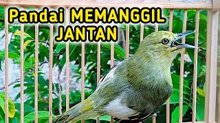 Download lagu Suara SIRTU BETINA BIRAHI 100% Ampuh untuk memancing Sirtu Jantan AGAR GACOR dan NYIUL mp3