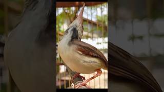 Download lagu prenjak coki gacor #birds #kicaumonster #prenjakgacor mp3