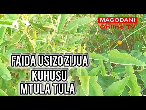 faida 9 usizozijua kuhusu mti wa mtula tula /ndulele kutibu maradhi ya binadamu