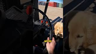 Download lagu PUPPY was SECONDS AWAY from being SHREDDED!! mp3 Download lagu PUPPY was SECONDS AWAY from being SHREDDED!! mp3