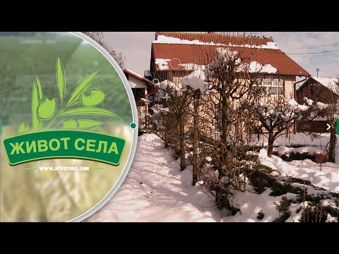 Živodar Ivanović šest decenija u rezidbi voća, uspješno u Maloj Obarskoj gaji i južno voće