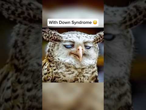 How Animals Look With Down Syndrome 🤯