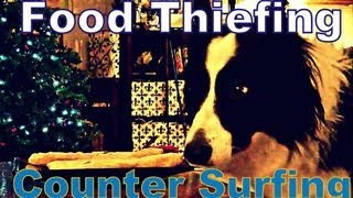 Counter Surfing & Stealing Food - The Forbidden Fruit Syndrome