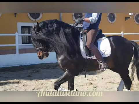 Lovely baroque PRE stallion suitable for lady!