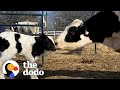 Pregnant Rescue Cow Becomes A Mom For The First Time | The Dodo