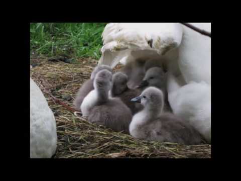 A swan love story part II