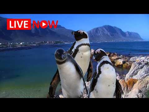 Stony Point African penguin live cam