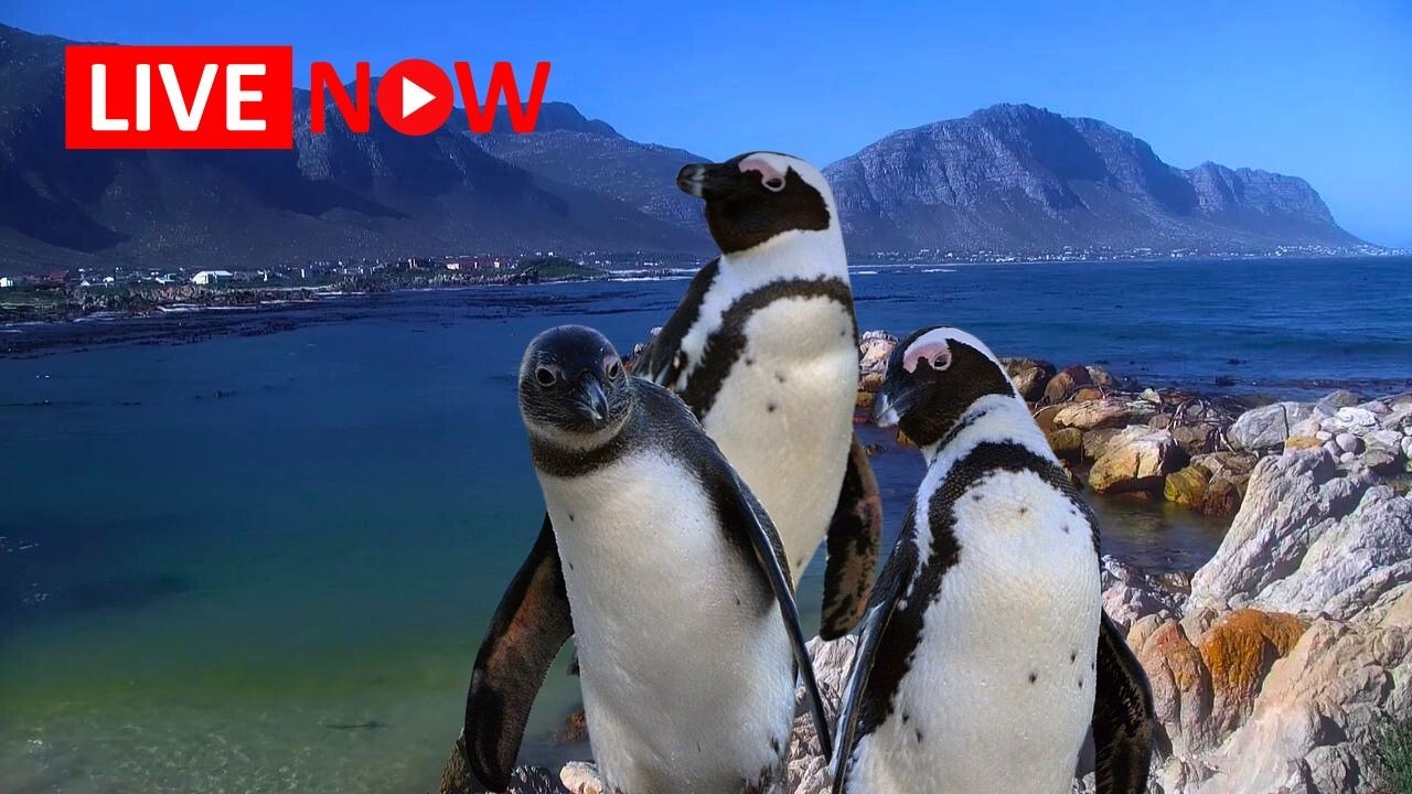 Live webcam view of Stony Point African Penguin Colony