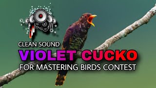 Download lagu VIOLET CUCKO Viral Birds Mastering For Chirping Birds ❗Clear Sound, Full Shot Plus Pause. mp3