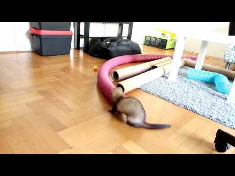 Ferret running