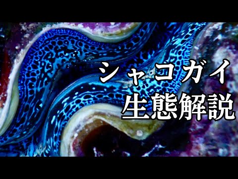 Mullus surmuletusについて詳しく解説