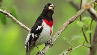 Download lagu Rose-breasted Grosbeak mp3 Download lagu Rose-breasted Grosbeak mp3