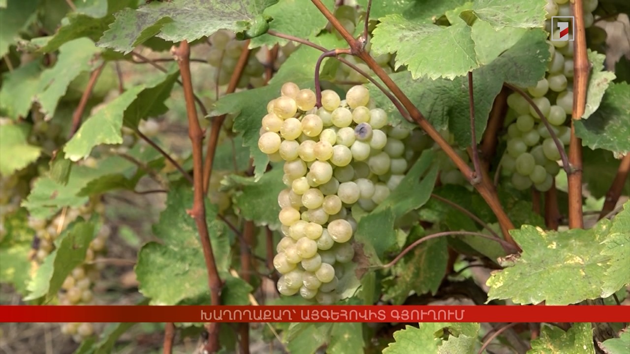 Խաղողաքաղ՝ Այգեհովիտ գյուղում