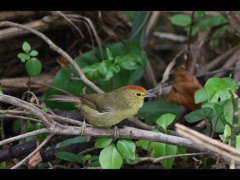Timália červenohlavá (Cyanoderma ruficeps) — video o speve a chove