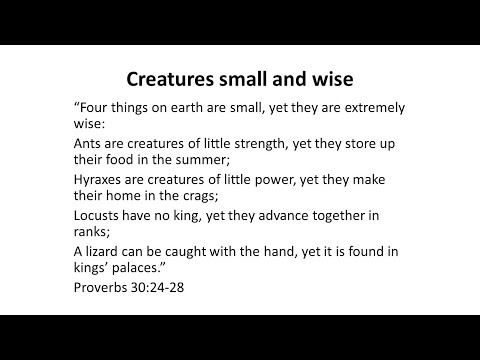 Creatures Small and Wise | Proverbs 30:24-28 | 26 December 2021