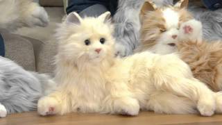 Hasbro&#39;s Lifelike Joy for All Companion Cat By: Hasbro on QVC