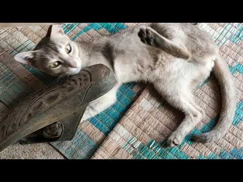 Funny cats, cat's funny moments, pet lovers, funny pets, by - Aparajita Pandey
