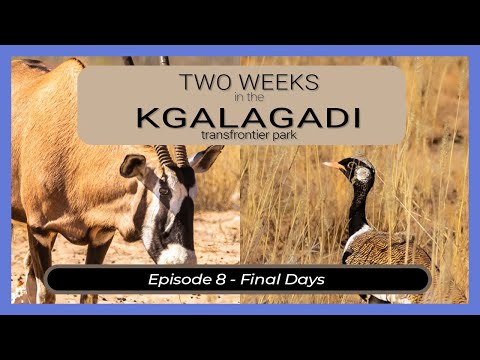 Two Weeks in the KGALAGADI - Episode 8 - Final Days