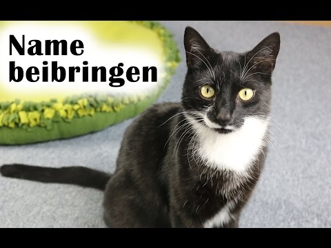 Teaching your cat your name with and without a clicker