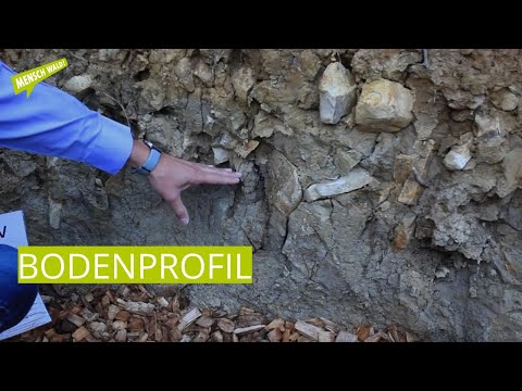Bodenprofil - wichtiger Faktor für waldbauliche Entscheidungen