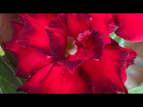 Vrinda garden is live!