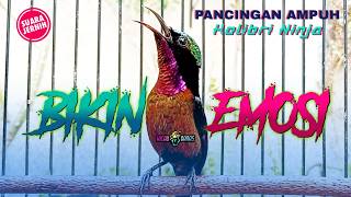 Download lagu KONIN GACOR PANCINGAN AMPUH BIKIN KOLIBRI NINJA LAIN BONGKAR MATERI mp3