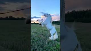 The World’s Most Majestic Horse? Meet the Legendary White Shire Horse 🐴✨