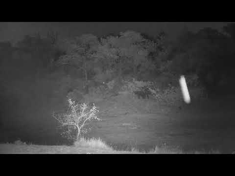 Djuma: Elephants on other side of dam - 18:27 - 10/21/21