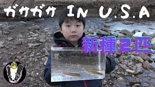 ガサガサ in U.S.A 今まで捕まえた事無い魚Get！