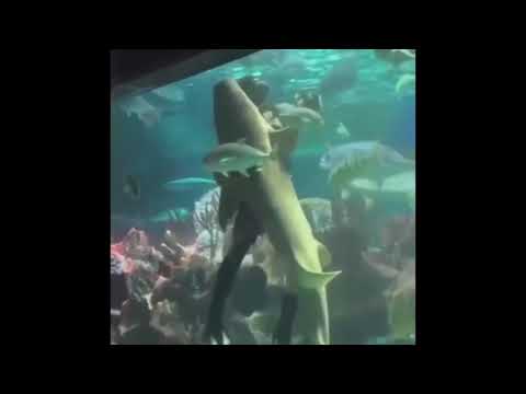 Man Dancing With Shark