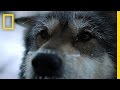Sled Dogs Life Below Zero