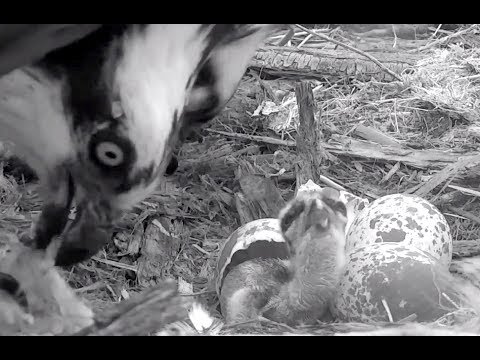 Newly hatched chick at Charlo Ospreys. 06.10 / 11 June 2018
