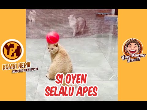 kombi-heppiii-si-oren-selalu-apes