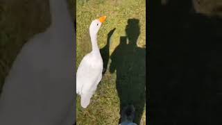 Knuckle Bump Farms. mRyan the Gosling is my velcro goose, very predictable! #ryanthegosling #geese