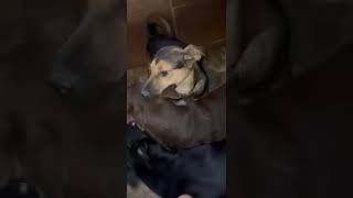 Video preview image #1 American Foxhound-Unknown Mix Puppy For Sale in Escondido, CA, USA