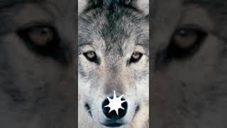 Download lagu Sound Effect Sticker Aerowolf Mobile Legends (Ringtone MLBB) mp3