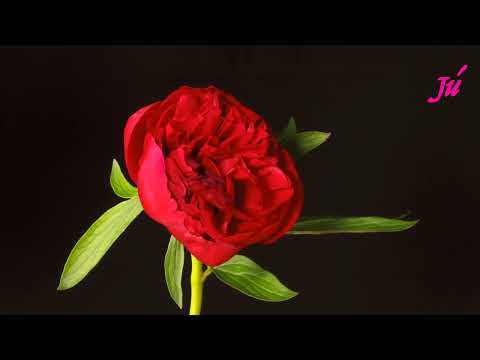 Inspira-te nas Flores