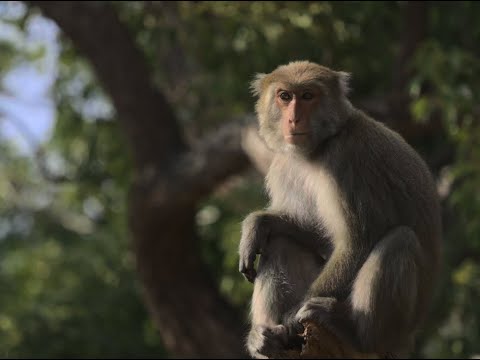 [2.8K HDR 60fps] 動物特寫 Animal Portrait （4:3重製版）