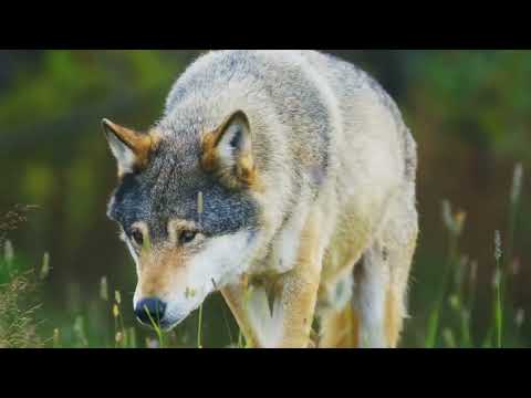 Andre Rizo, Subcarpați, Surorile Osoianu - COLIND