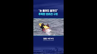 "손 물려도 끝까지" 추락한 반려견 구조 #shorts
