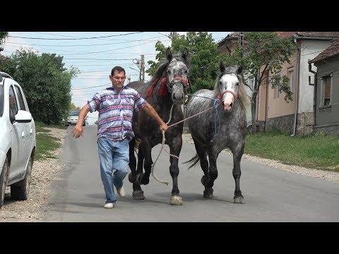 Surele lui Mosu' de la Tinca, Bihor 2018