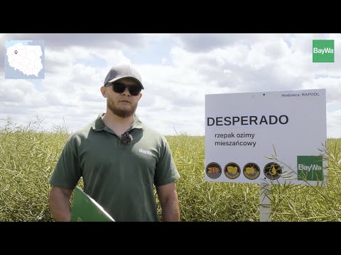 🌾 Rzepak ozimy DESPERADO - odmiana mieszańcowa