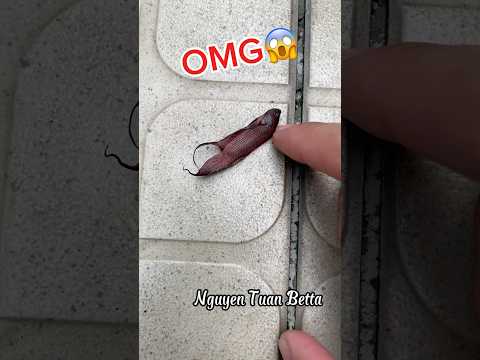 help poor betta fish come back to life#bettafishtank #betta