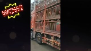 [問卦] 這是運豬用的車嗎？