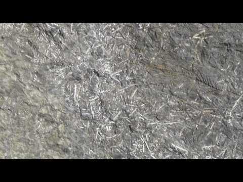 FISH BONES FOSSILS -PERMIAN  IN JAMMU AND KASHMIR