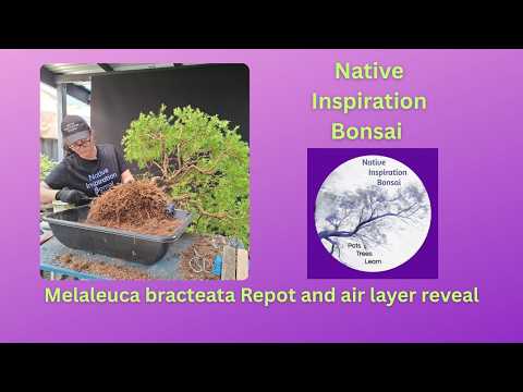 Melaleuca bracteata Repot and air layer reveal