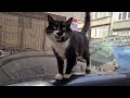 Fluffy And Very Cute Tuxedo Cat