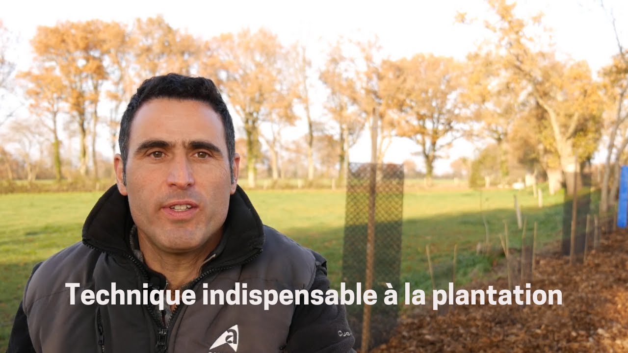 Paillage d'une jeune haie