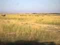 Safari Lunch With Thousands Of Animals
