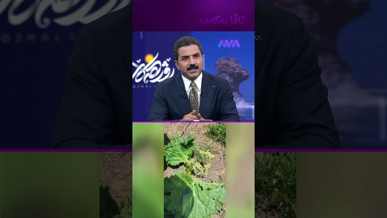 ڤیدیۆ | ڕێواس دەدۆزنەوە لە کوێستانەکانی بانەی ڕۆژهەڵات